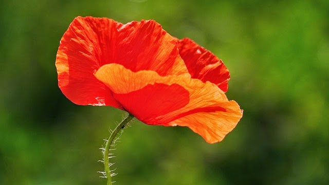 Il mio fiore di papavero, nel ricordo della Grande Guerra