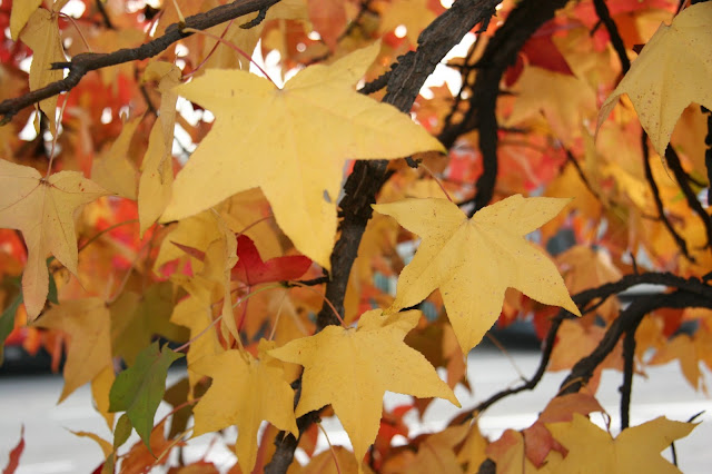 Le foglie d’autunno nella poesia di Nazim Hikmet