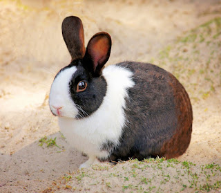 Il mondo degli animali: protagonista è il coniglio / 4